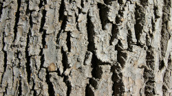 Close-up of bark on a tree.