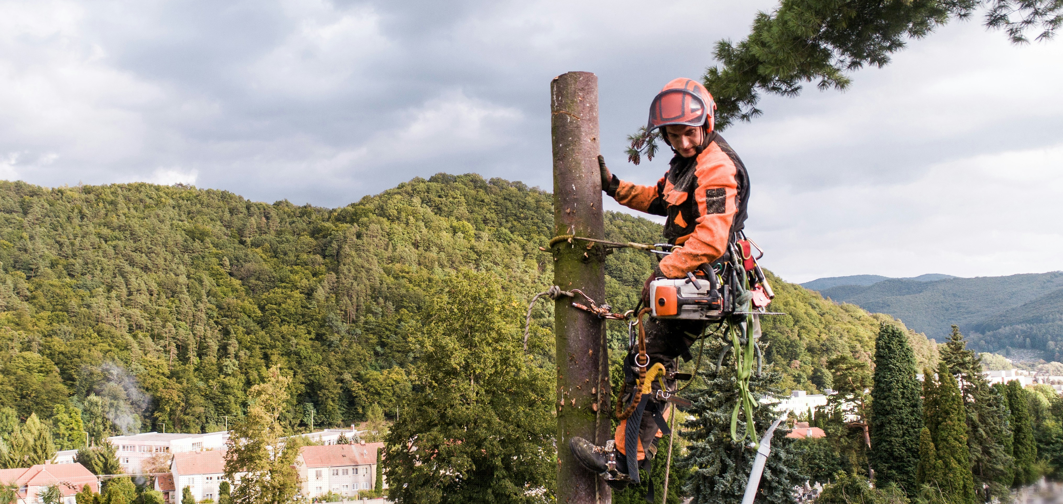 An arborist/climber in a tree looks to the ground below after topping this tree.